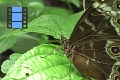 Scene 57_Morpho on Leaf before Capture